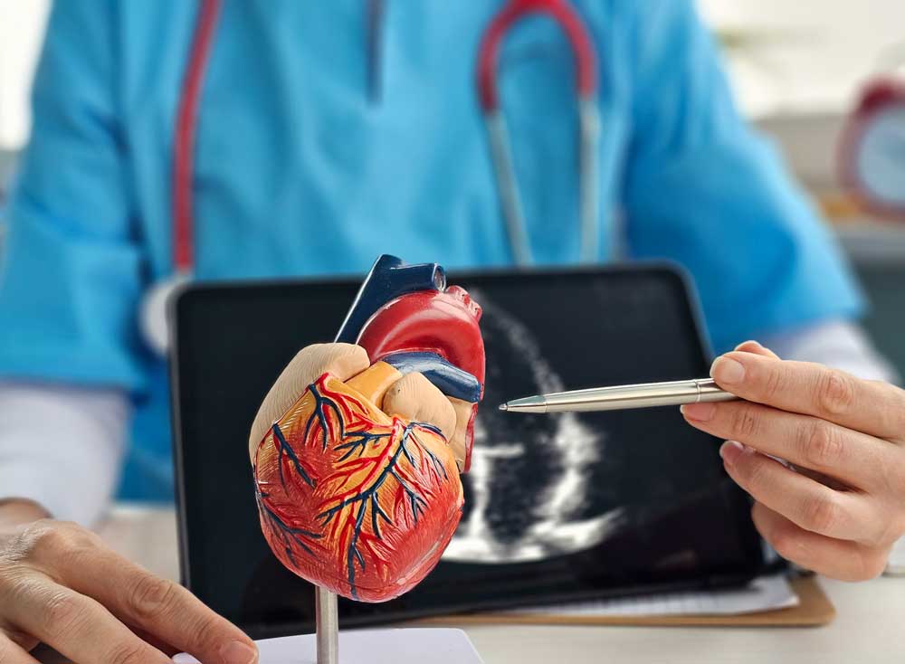 Physician-holding-a-model-of-a-heart