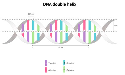 DNA Image