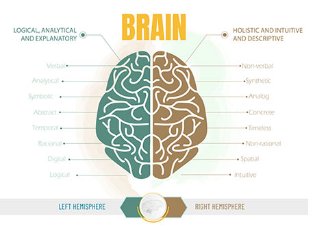 Image of brain referencing memory centers.